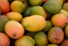 Mango exports