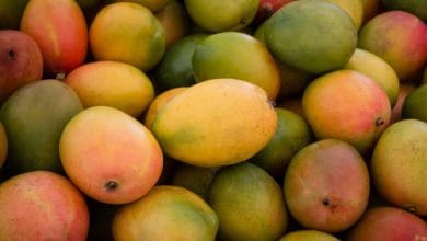 Mango exports