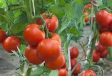 Tomato farming
