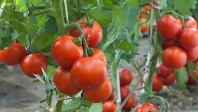 Tomato farming