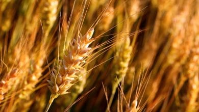 Wheat