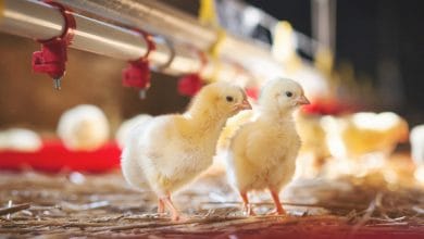 Broiler chicks