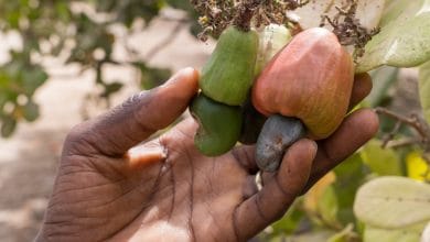 Cashew farming
