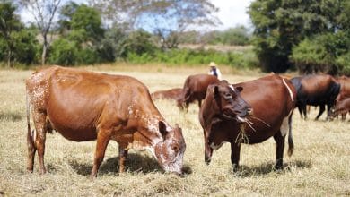 Climate-resilient dairy system