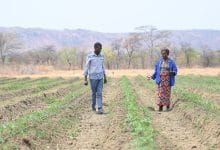 Cultivating Zambia