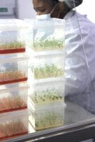 micropropogation culdevco