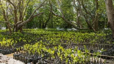 Mangrove restoration