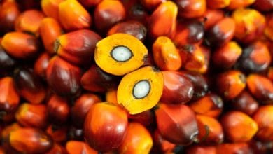 Palm oil