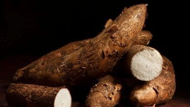 Cassava