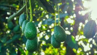 Kenya avocado