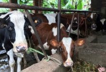 Livestock