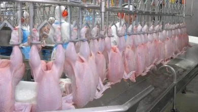 Chicken imports