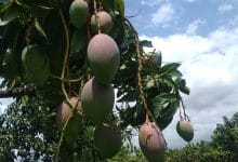 Sunyani mango