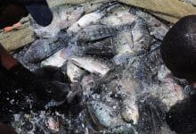 Fish production