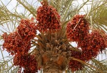 Date palm