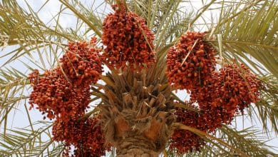 Date palm