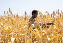 Food security