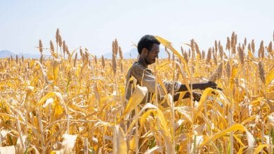 Food security