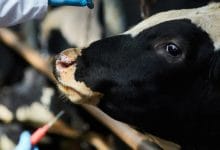 Livestock vaccination