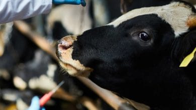 Livestock vaccination