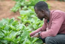Fertilizer farming