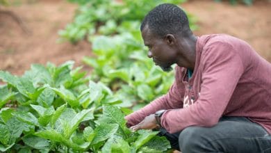 Fertilizer farming