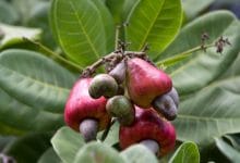 Cashew