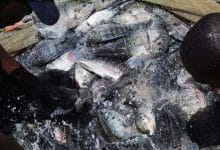 Fisheries