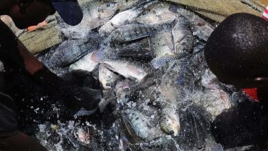 Fisheries