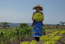 Eswatini women farmers