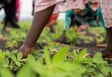Agriculture boost