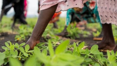 Agriculture boost