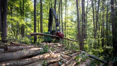 Wood, rubber