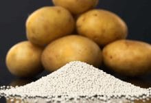 Solynta hybrid potato seeds