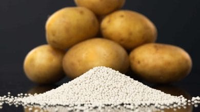 Solynta hybrid potato seeds