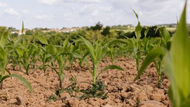 Climate risks
