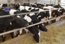Dairy production